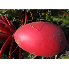 HR04 Ronghe rouge OP radis graines dans les graines de légumes